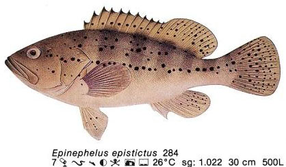 Epinephelus epistictus